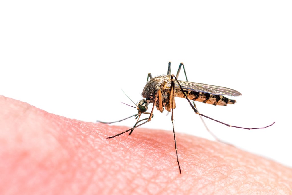 Como as grávidas podem se proteger do Zika vírus no Carnaval